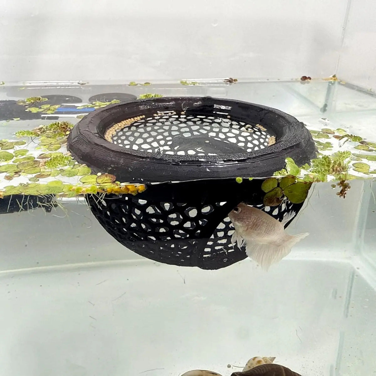 AquaHaven 3-in-1 Schwimmende Höhle & Futterring für Betta und Kleine Aquatische Haustiere