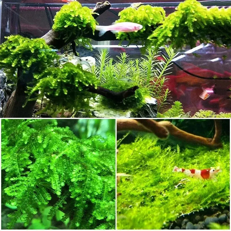 Aquariumdekoration