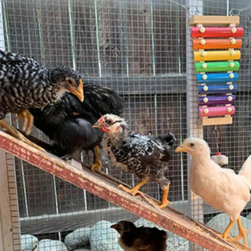 Vogel-Xylophon-Spielzeug aus Holz und Metall – buntes Hühner- und Wellensittichspielzeug