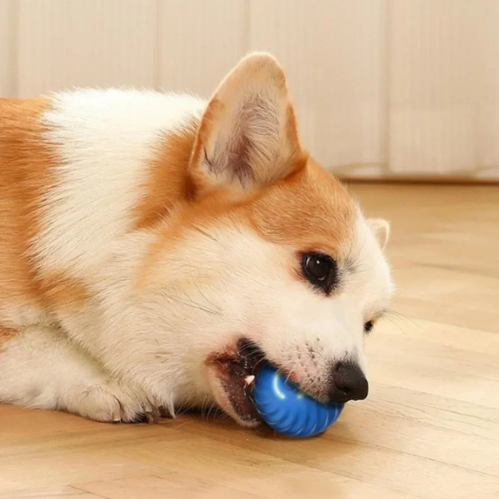 JumpiBall – Intelligenter Hüpfball für Hunde