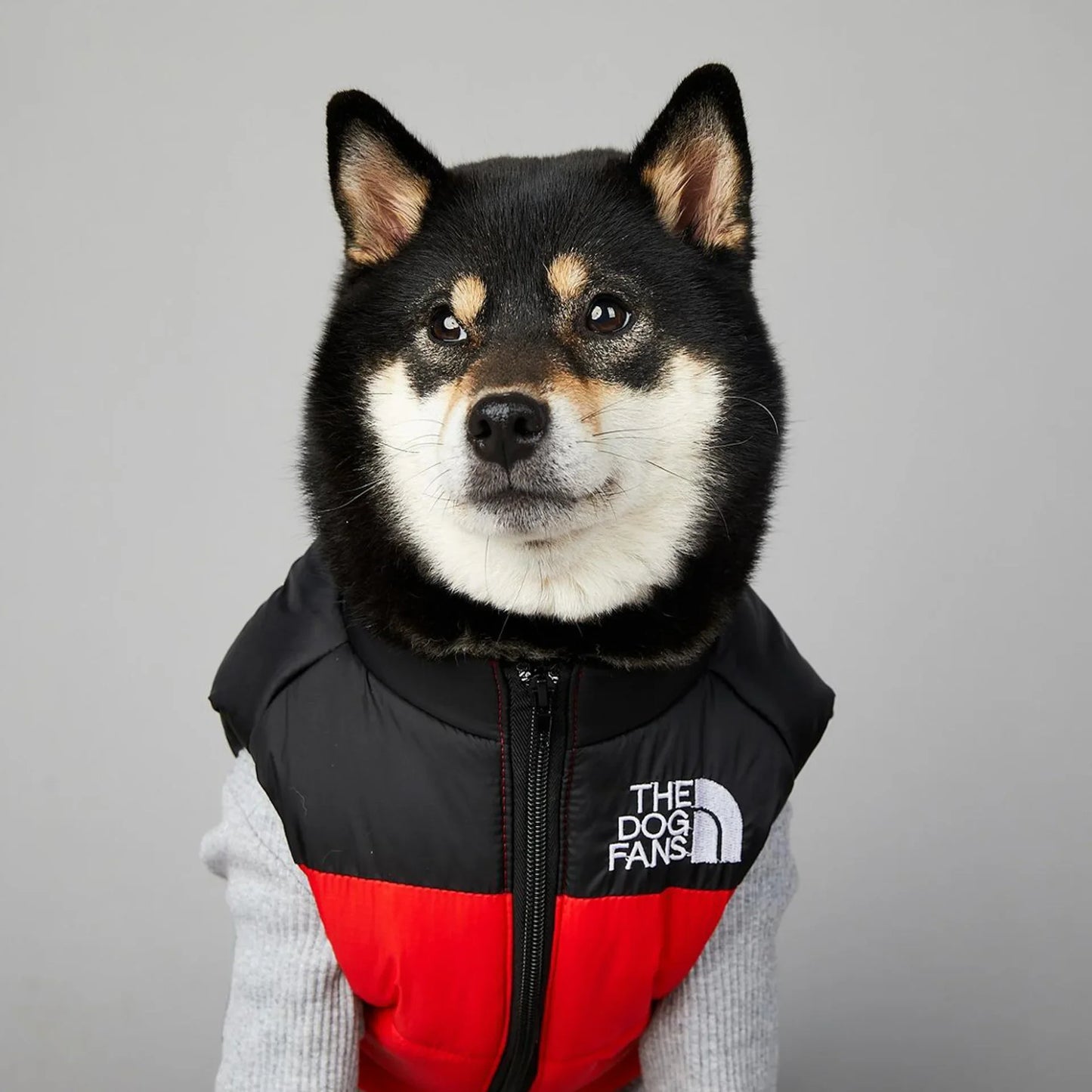 Der luxuriöse Hundeanzug für Hundefans