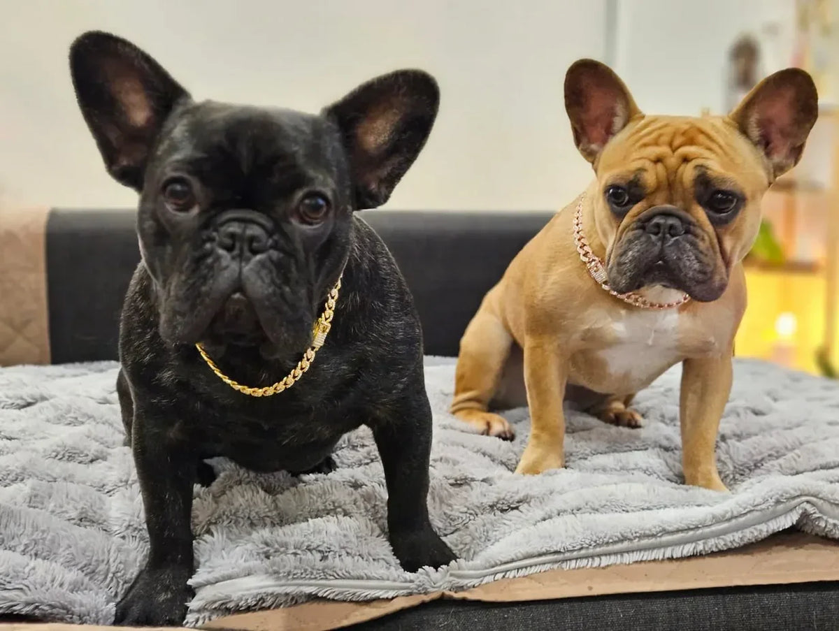 RoyalPaw Diamant-Kubanische Hundekette