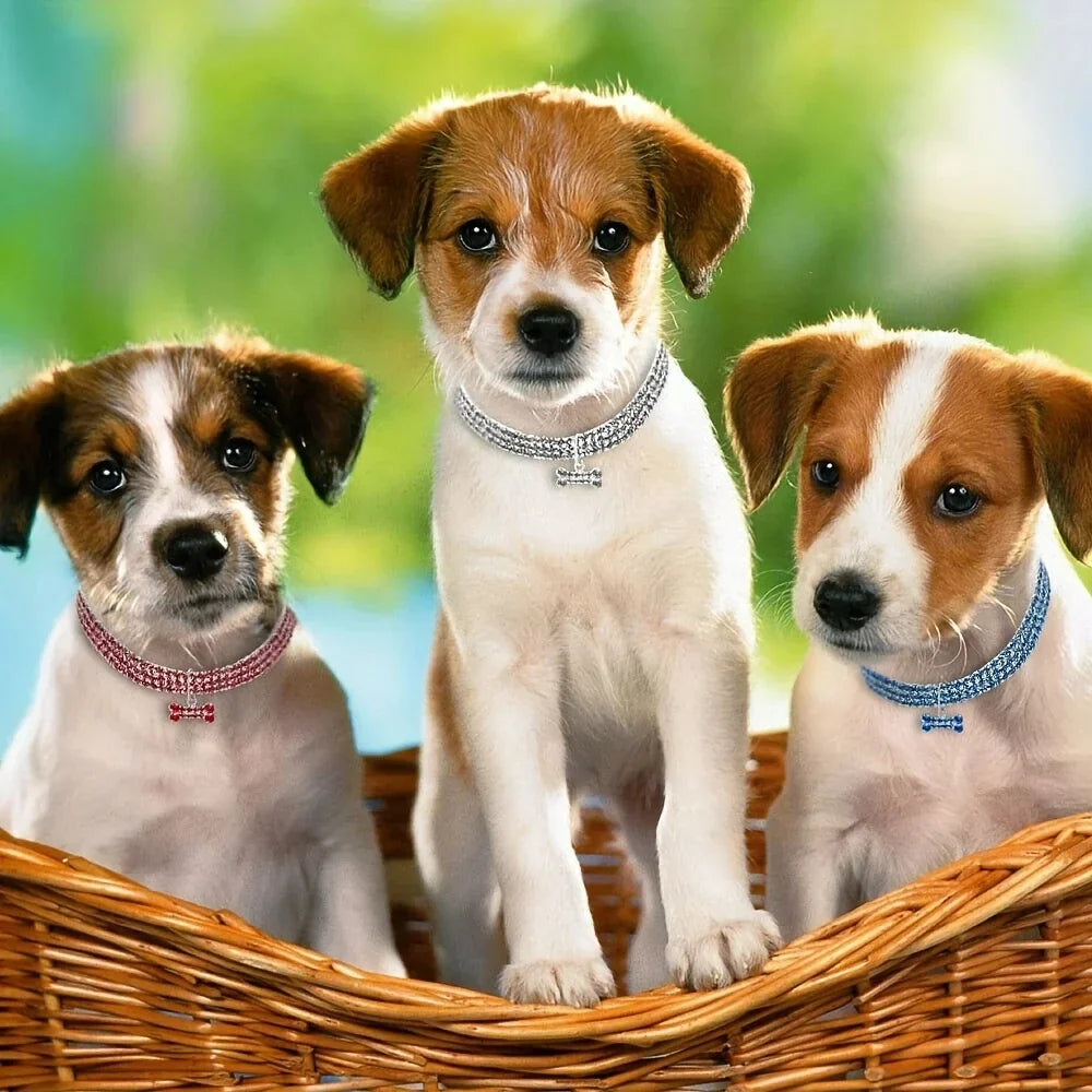 GlamBone Luxus-Hunde- und Katzenhalsband