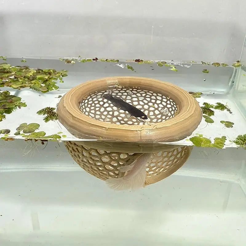 AquaHaven 3-in-1 Schwimmende Höhle & Futterring für Betta und Kleine Aquatische Haustiere