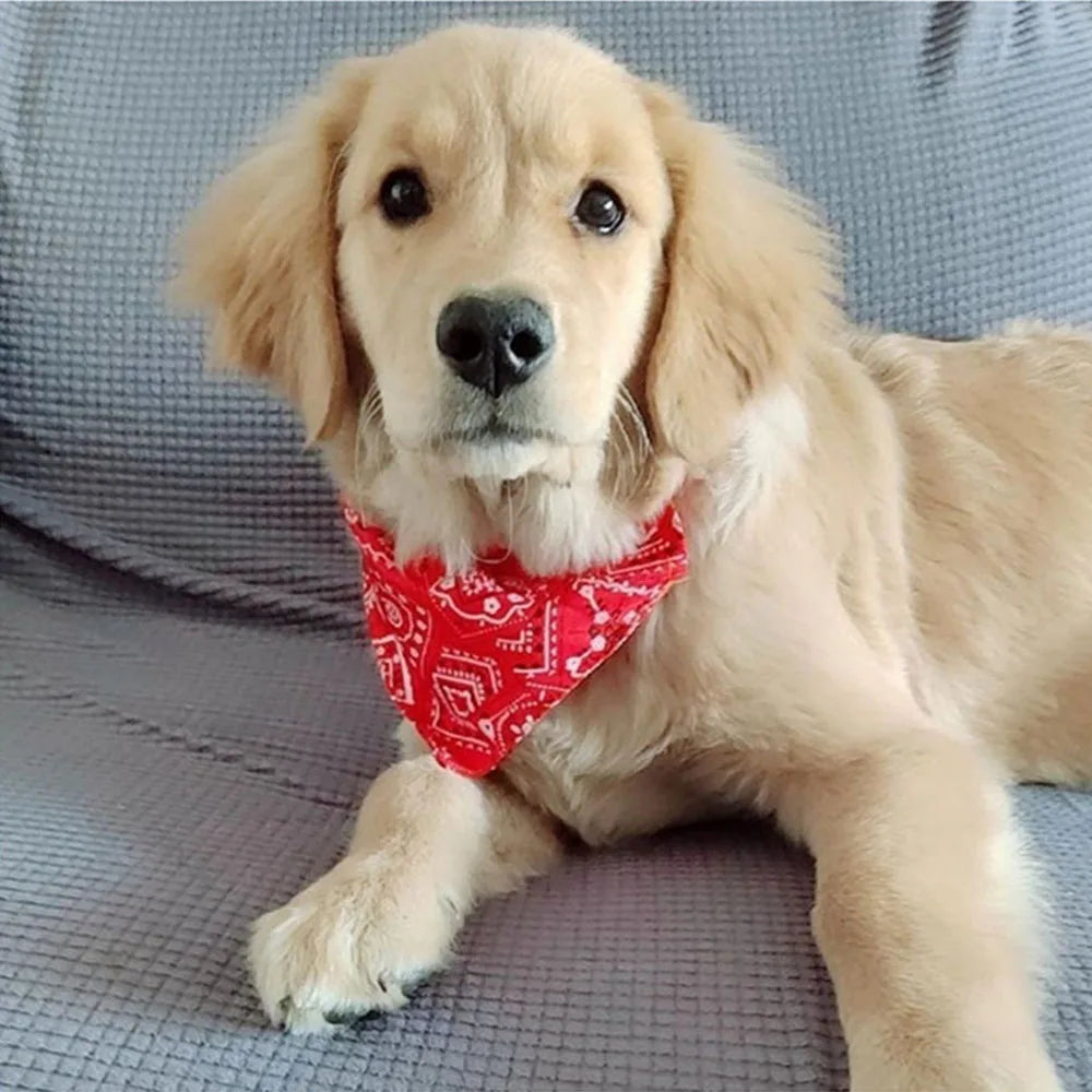 PawStyle Bandana-Halskette