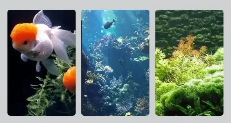 AquaView Digitales LCD Aquarium-Thermometer