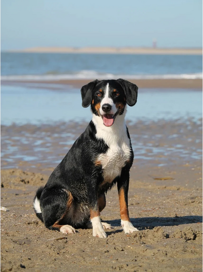 TrackiPet 4G Mini GPS-Tracker für Katzen und Hunde