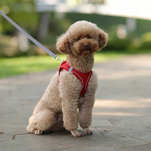 Atmungsaktives Hundegeschirr mit Leine für kleine Hunde – Polyester, XXS-L