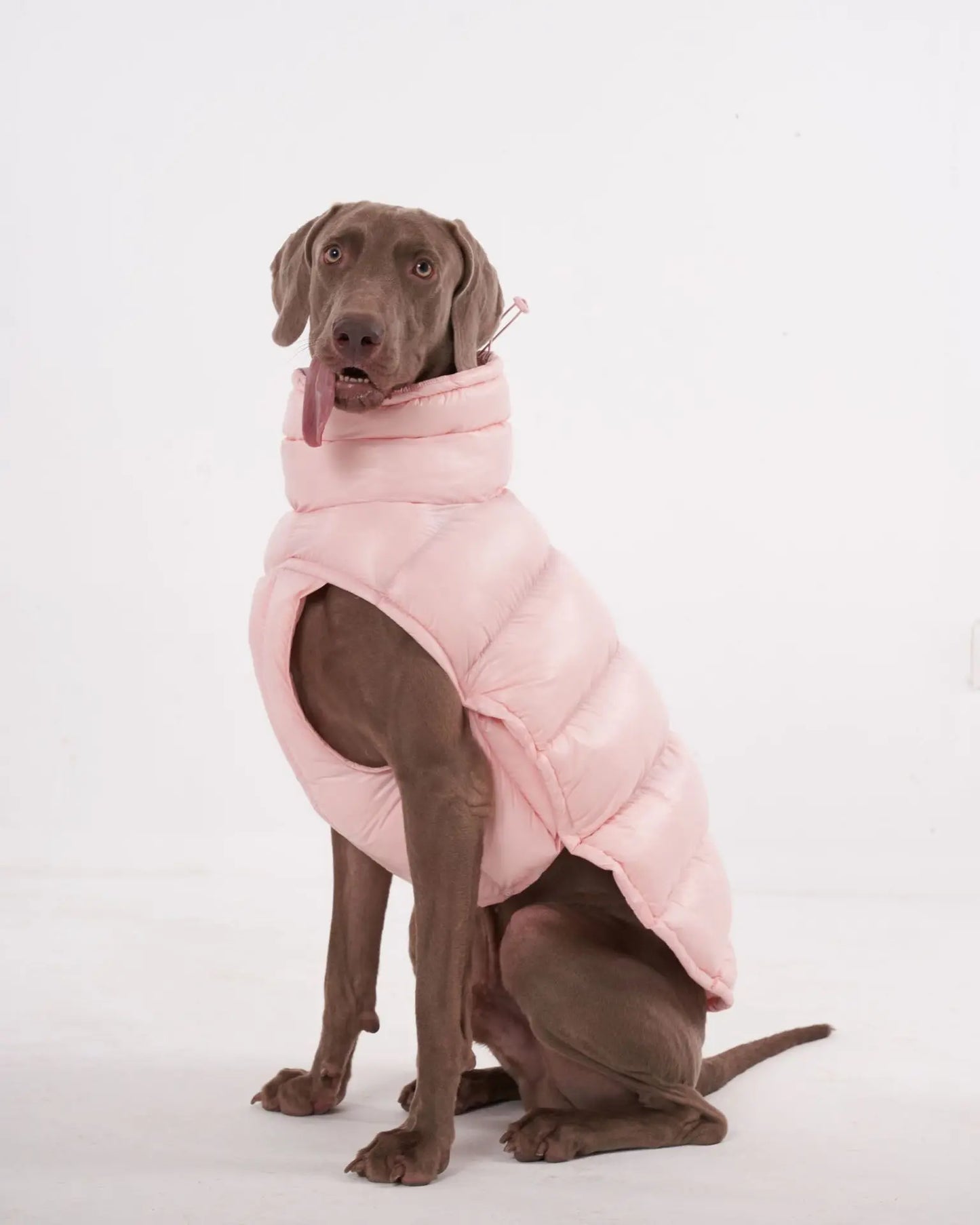 Premium Winter Winddichte Hundejacke