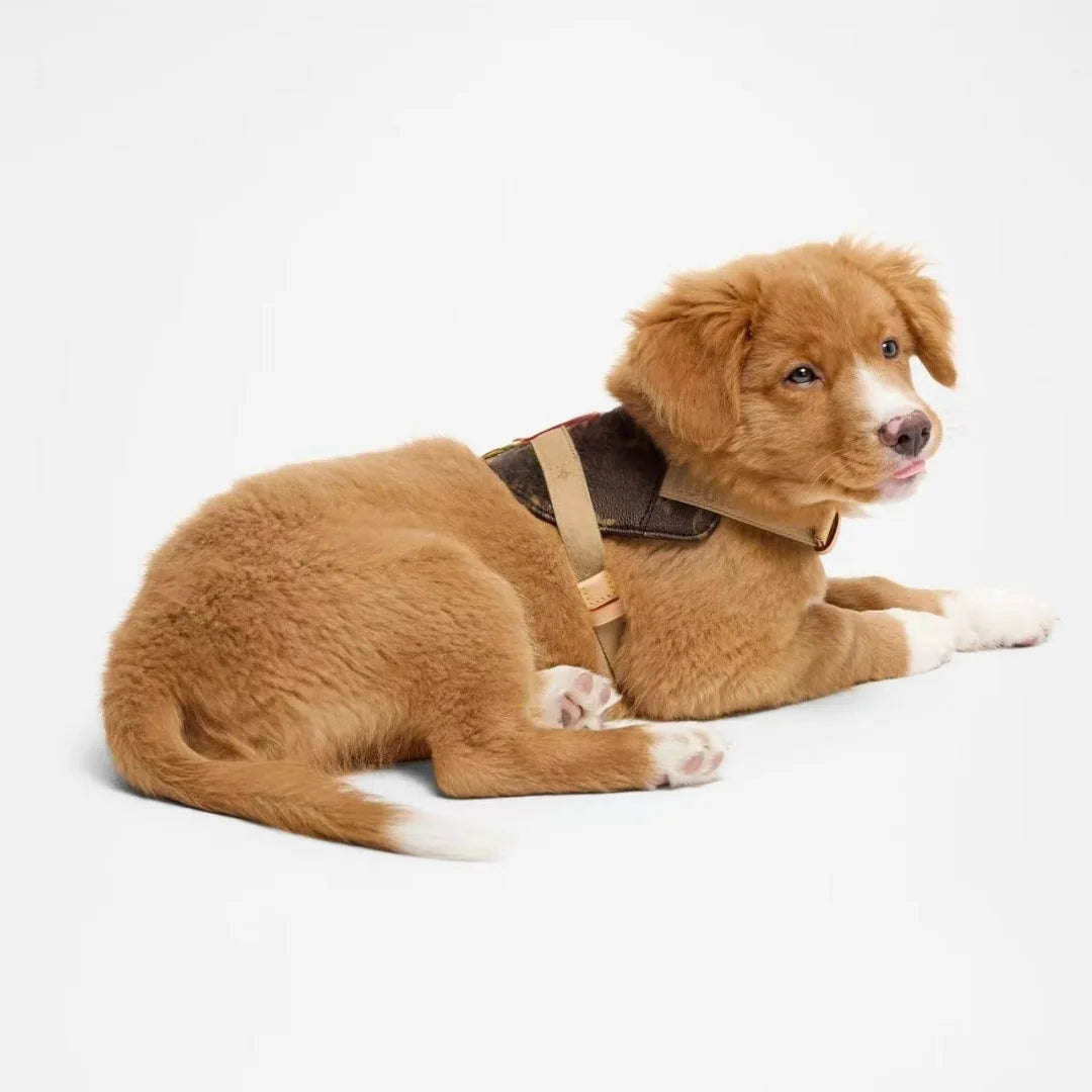 UrbanSafe Pets – Trendiges Brustgeschirr + Leine für Hunde & Katzen