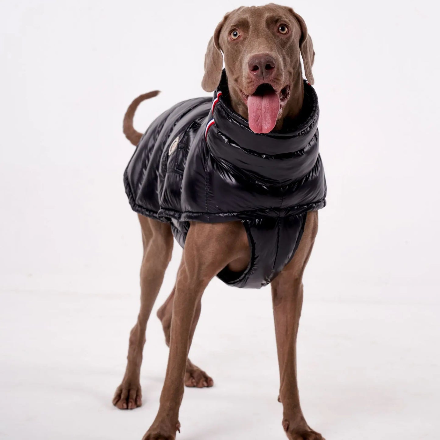 Premium Winter Winddichte Hundejacke