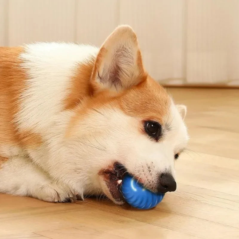JumpiBall – Intelligenter Hüpfball für Hunde