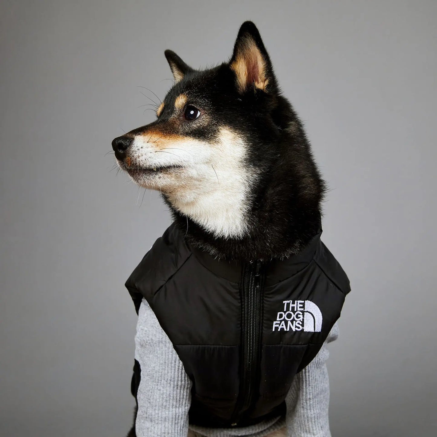 Der luxuriöse Hundeanzug für Hundefans