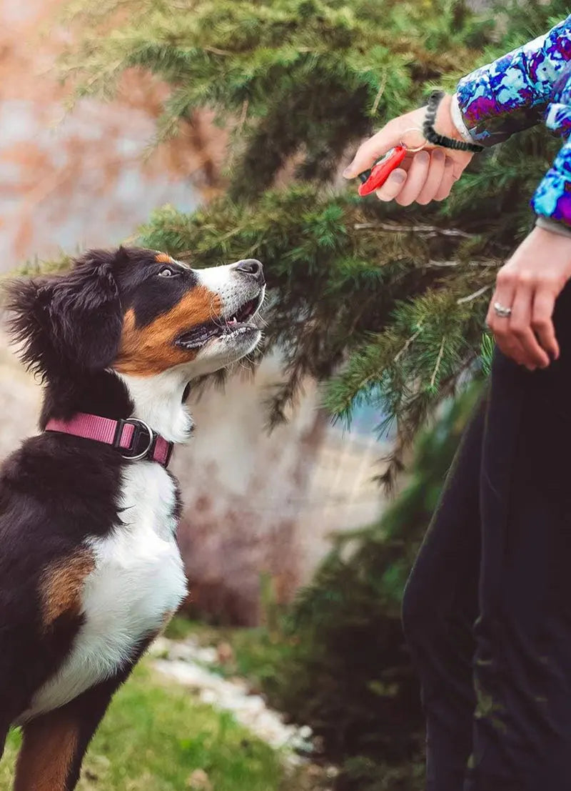 KlimPaws Clicker für Hunde- und Katzentraining