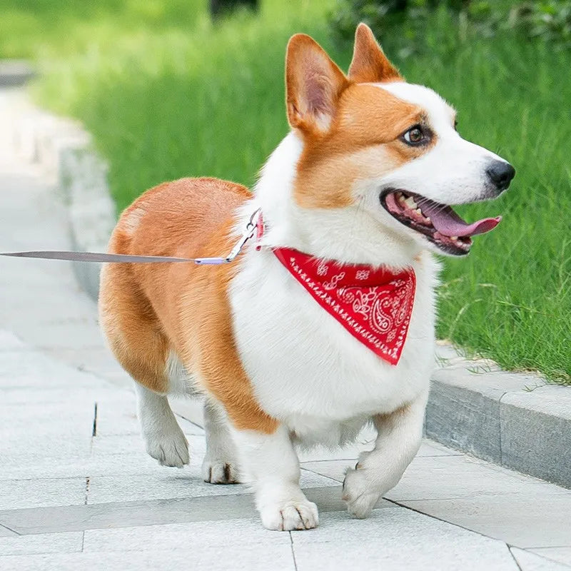 STYLPET PU-Kragen mit Schal